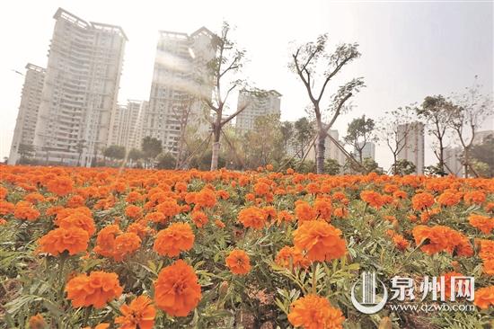 【地市 泉州】【滚动新闻】泉州市区又增一批临街“口袋公园” 便民又美观