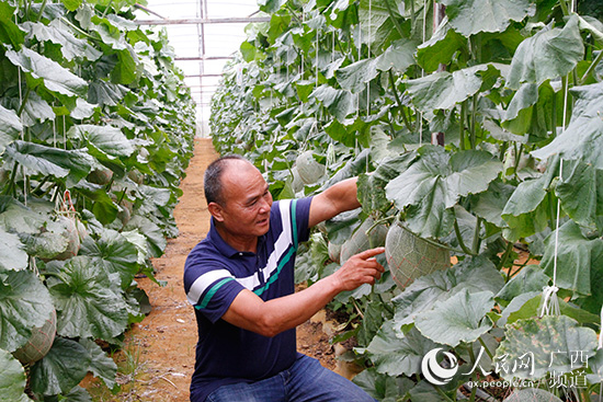 南宁市武鸣区：长效脱贫看后劲 扶贫产业筑根基