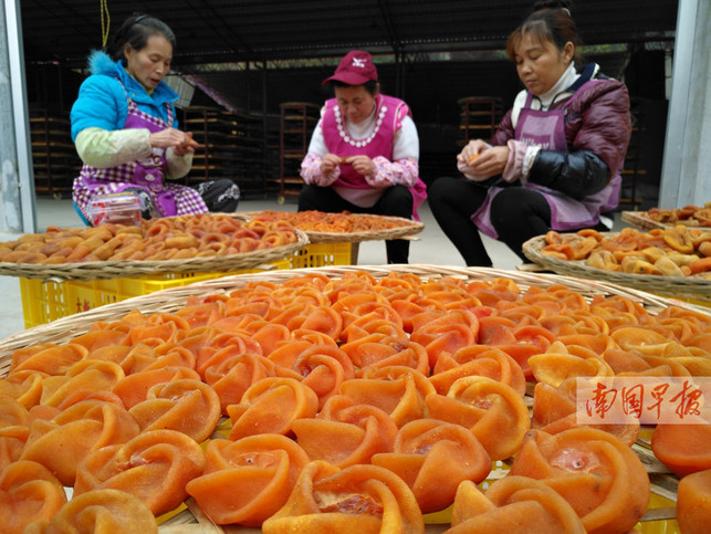 【焦点图】（页面标题）今年恭城平乐柿子丰收（内容页标题）今年恭城平乐柿子丰收 价低滞销挂满枝头