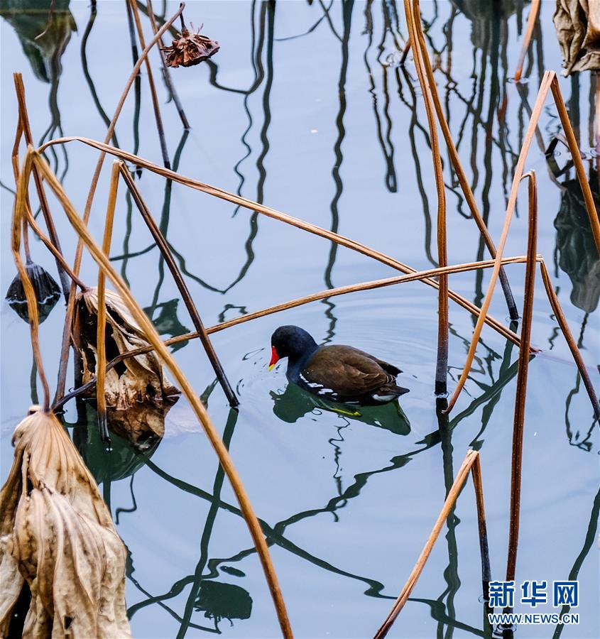 冬日西湖呈现“多彩画卷”