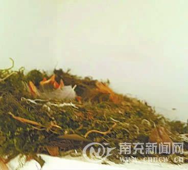 罕见！朋友圈直播濒危红尾水鸲“坐月子”(组图)