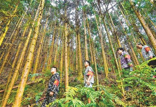 生态扶贫绿山富民