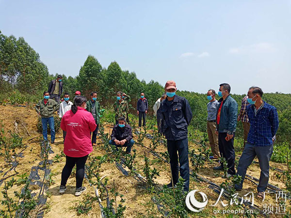 广西南宁江南区延安镇华南村 小山村大飞跃 村集体收入从无到有