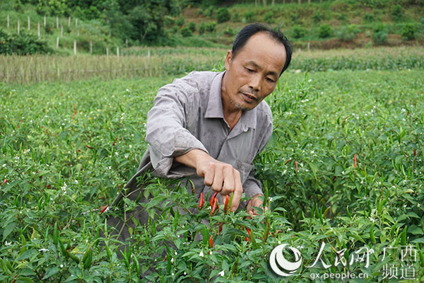 广西南宁江南区延安镇华南村 小山村大飞跃 村集体收入从无到有