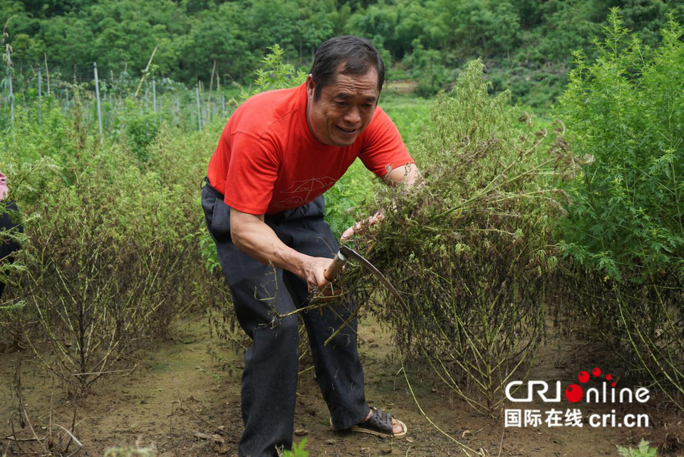 （有修改）【A】能治病的“青青草”带来财富  河池罗城县青蒿产业助脱贫