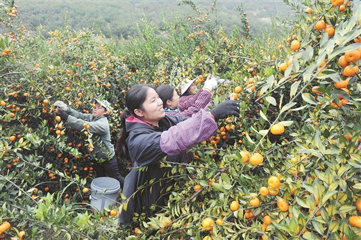 【焦点图】（页面标题）柳州：引领区域特色产业发展（内容页标题） 优化政策 强化督导 引领区域特色产业发展   ——柳州市现代特色农业示范区创建工作掠影