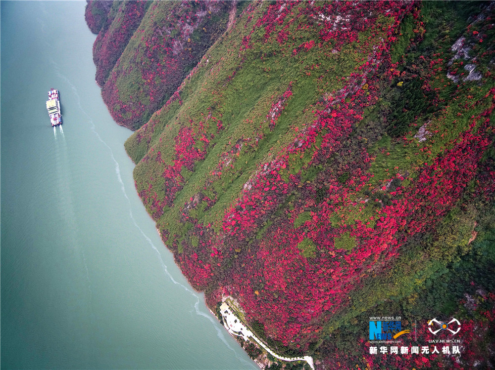 航拍长江三峡漫山红叶美景