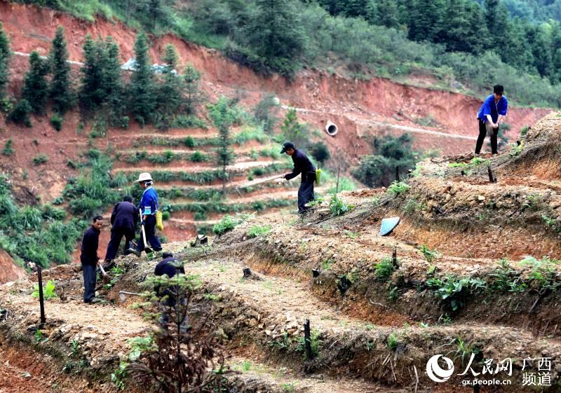 广西三江：万亩茶园管护忙