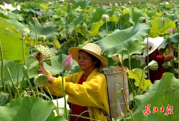 天热采莲忙 | 图集