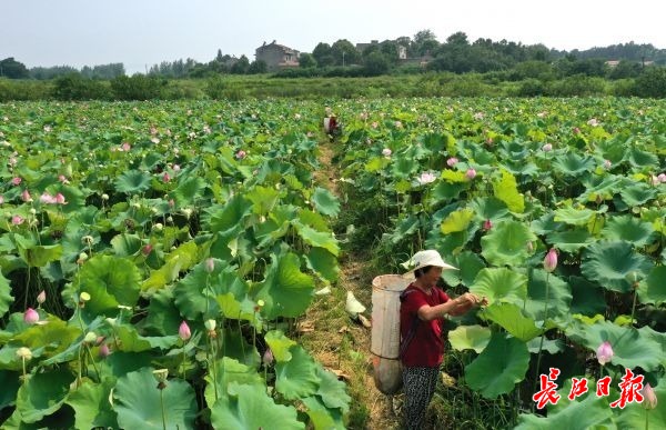 天热采莲忙 | 图集