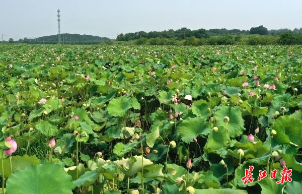 天热采莲忙 | 图集