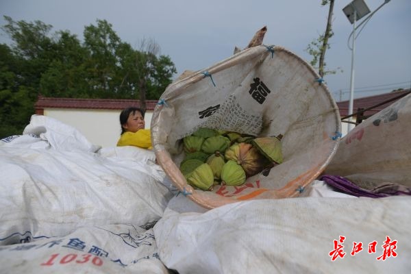 天热采莲忙 | 图集