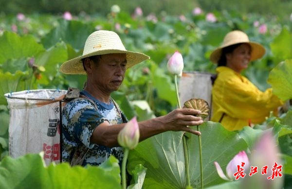 天热采莲忙 | 图集