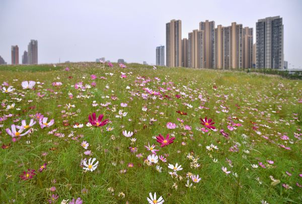 飞花点翠簇拥“精致汉阳” “高颜值”凸显生态宜居