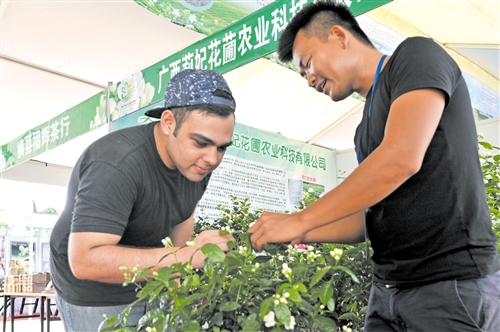 【金融投资-头图、文字列表】满城尽飘茉莉香 致富花开特色镇