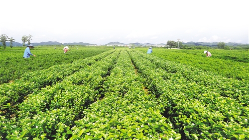 【金融投资-头图、文字列表】满城尽飘茉莉香 致富花开特色镇