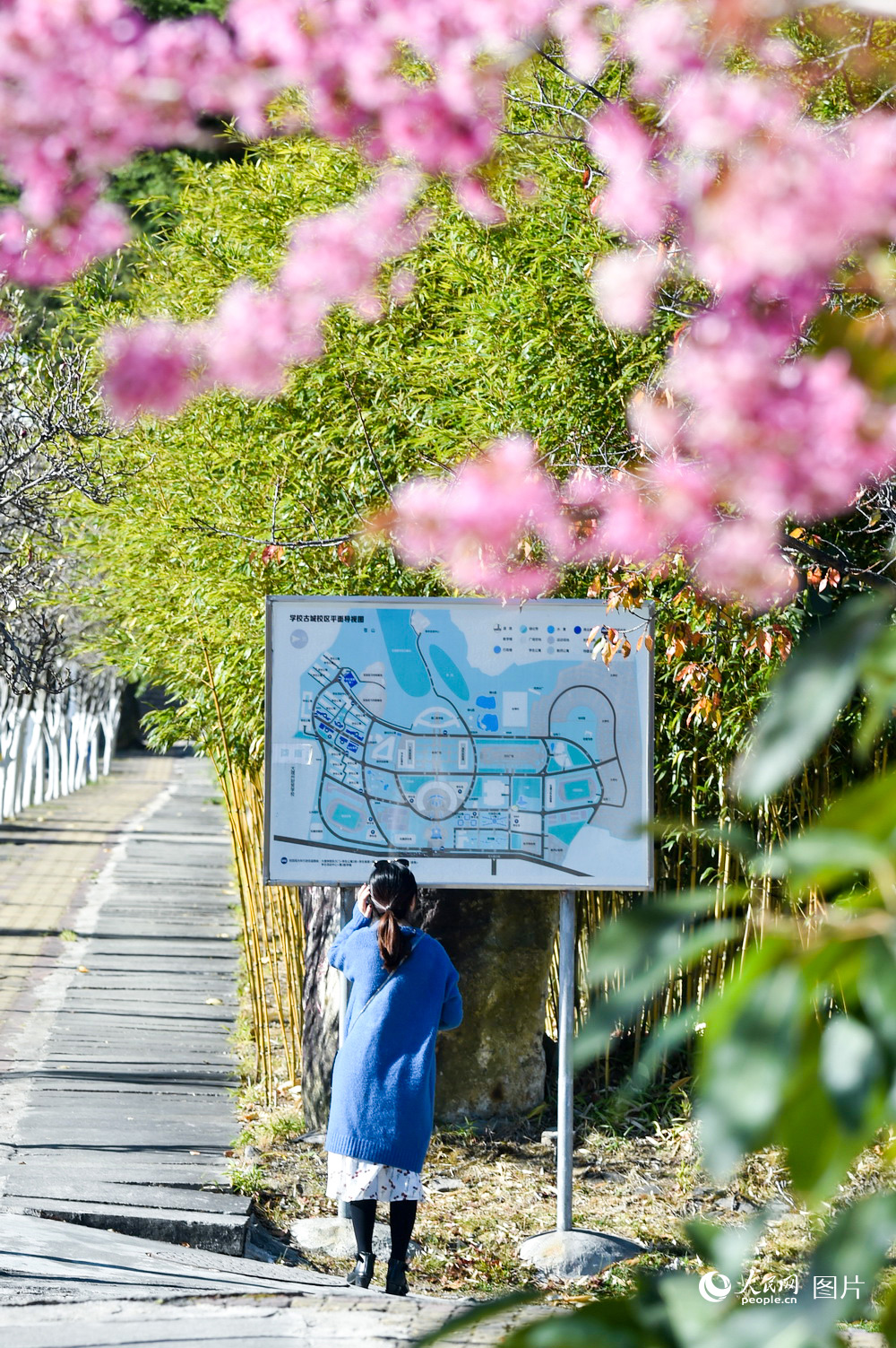 初冬下的大理大学五彩缤纷