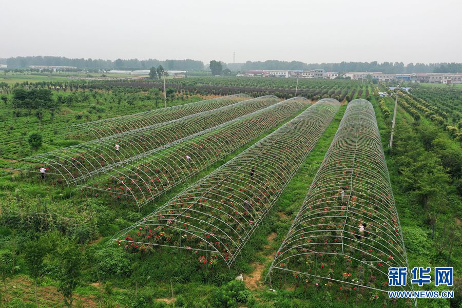 【焦点图】河南宝丰：月季种植助力乡村振兴