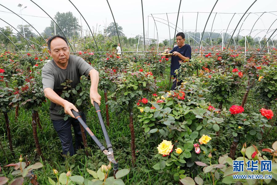 【焦点图】河南宝丰：月季种植助力乡村振兴