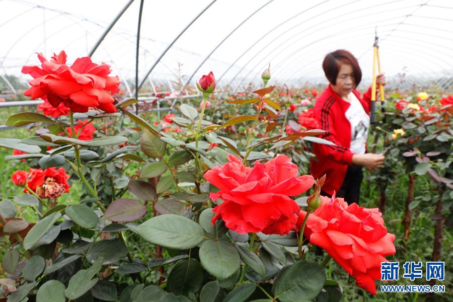 【焦点图】河南宝丰：月季种植助力乡村振兴