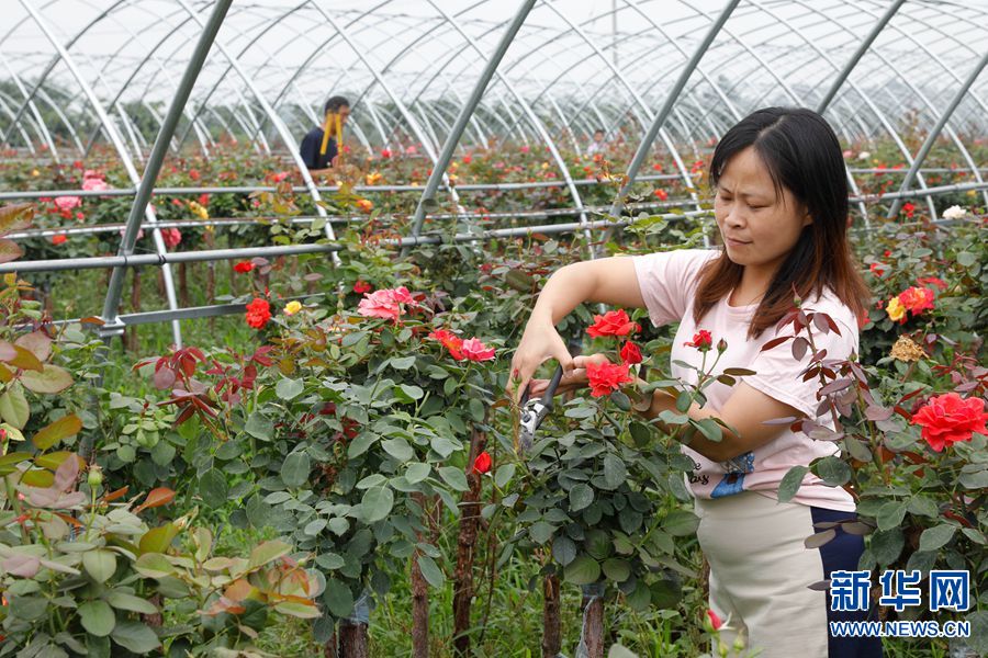 【焦点图】河南宝丰：月季种植助力乡村振兴