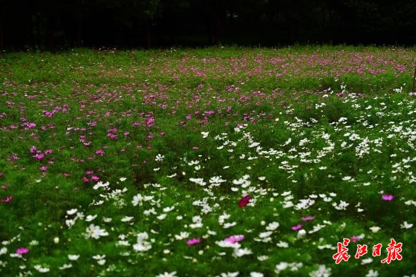 盛夏的花海武汉 | 图集