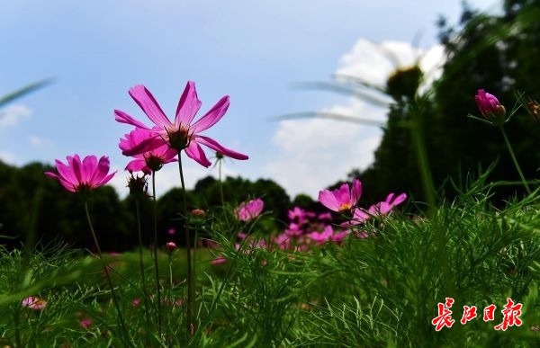 盛夏的花海武汉 | 图集