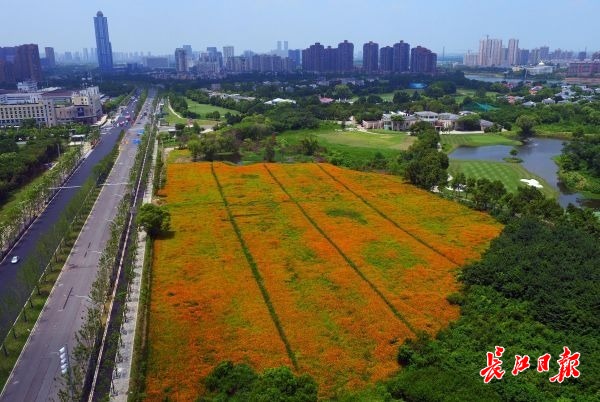 盛夏的花海武汉 | 图集