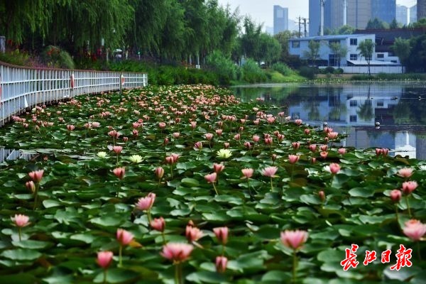 盛夏的花海武汉 | 图集