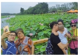 接天莲叶绿 处处荷花美 沈阳荷花进入盛花期