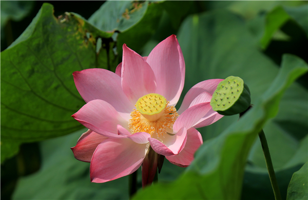 广西贵港：“三伏”天里荷花艳