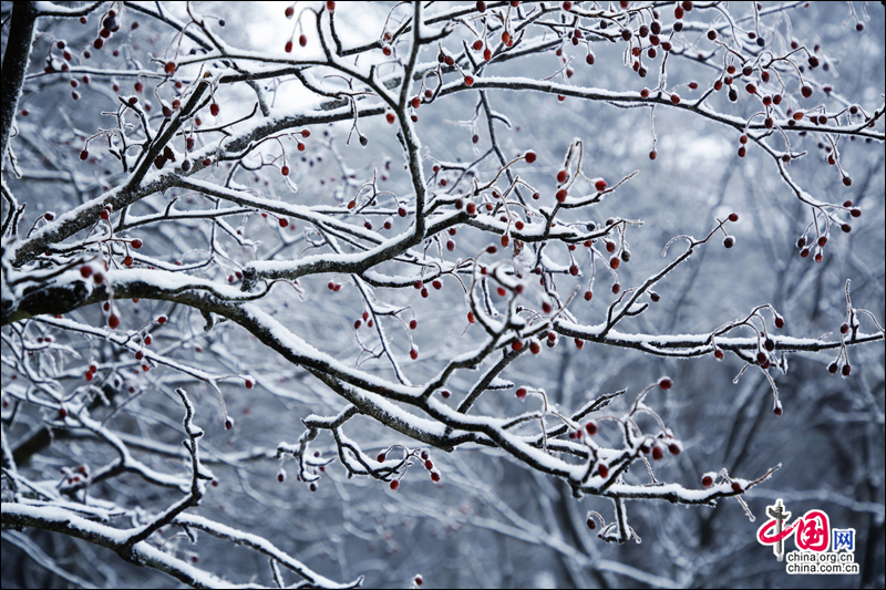 黄山风景区入冬以来第一场雪如期而至