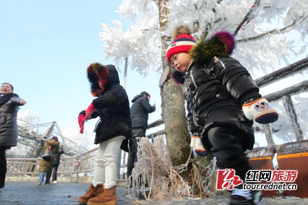 美翻了！张家界天门山雾凇宛若琼玉