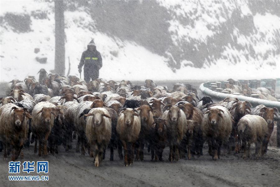 新疆突然降温降雪 天山披银装