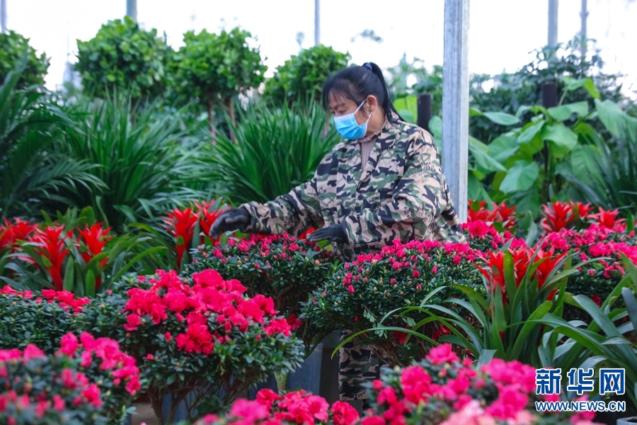 河南信阳：鲜花成“时尚年货”