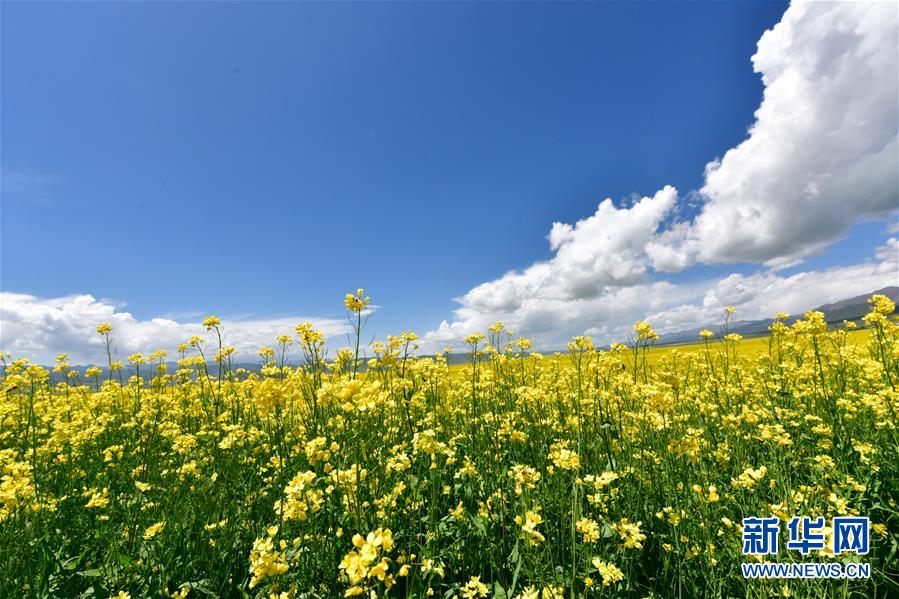 青海门源：油菜花开引客来