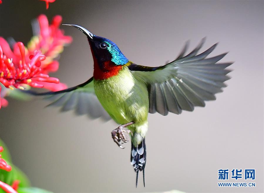 特写：冬季到福州来看太阳鸟