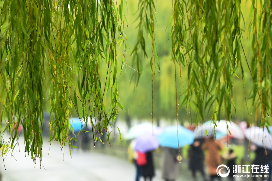 杭城冬雨绵长