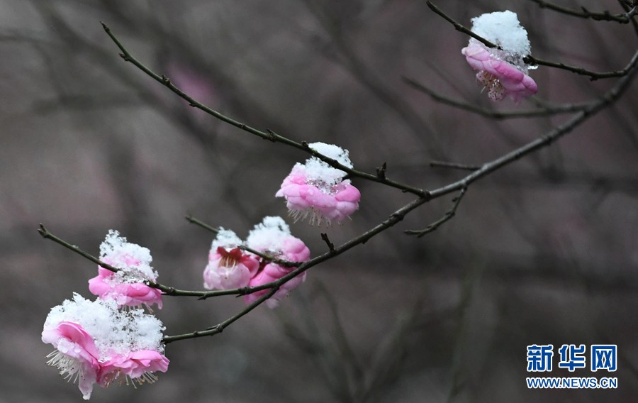 湖北保康：雪后梅花美如画