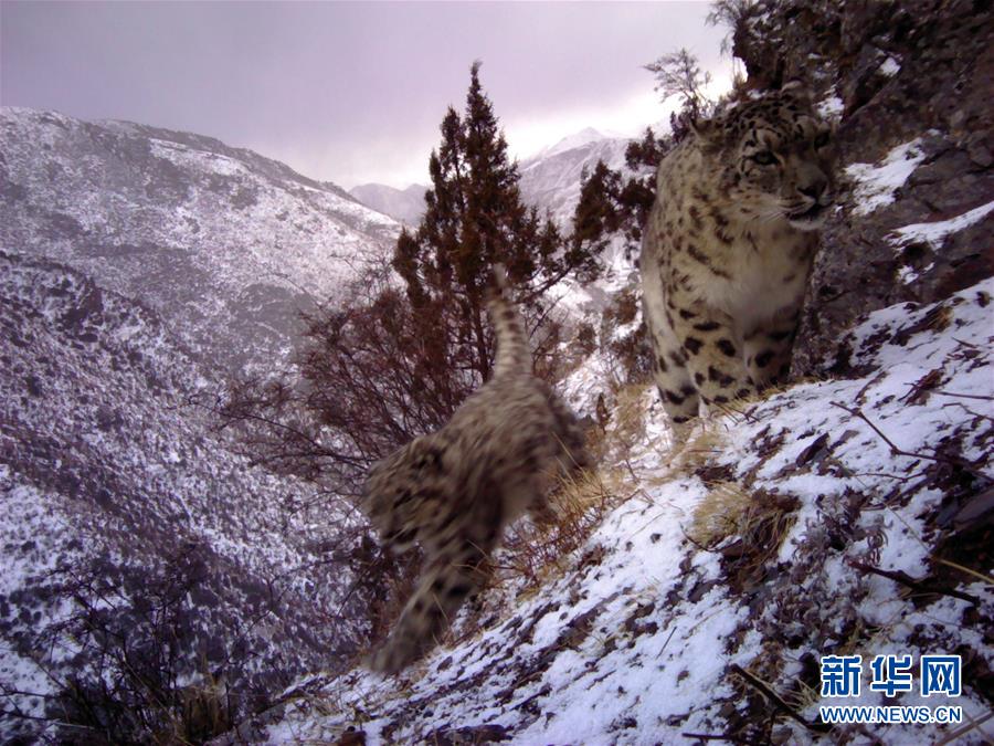 西藏昌都怒江河谷拍摄到健康雪豹种群