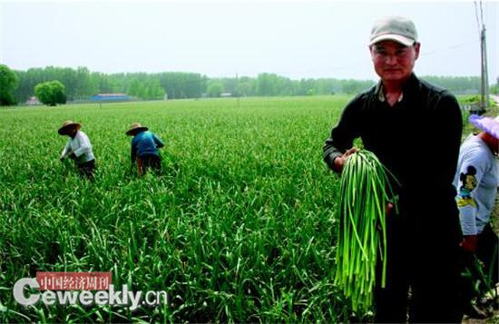 大蒜疯涨调查：蒜商包地炒蒜 有人筹数千万欲囤蒜