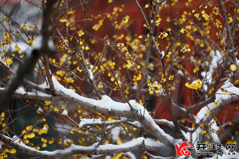 河南开封：傲雪梅花报新春