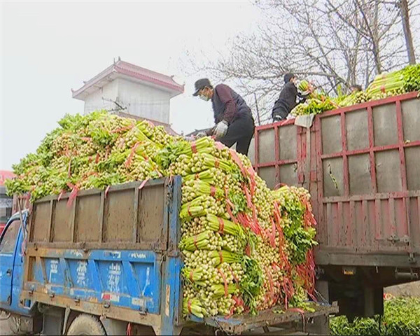 西安市高陵区暖心举措为抗疫保供 为菜农解忧_fororder_图片7