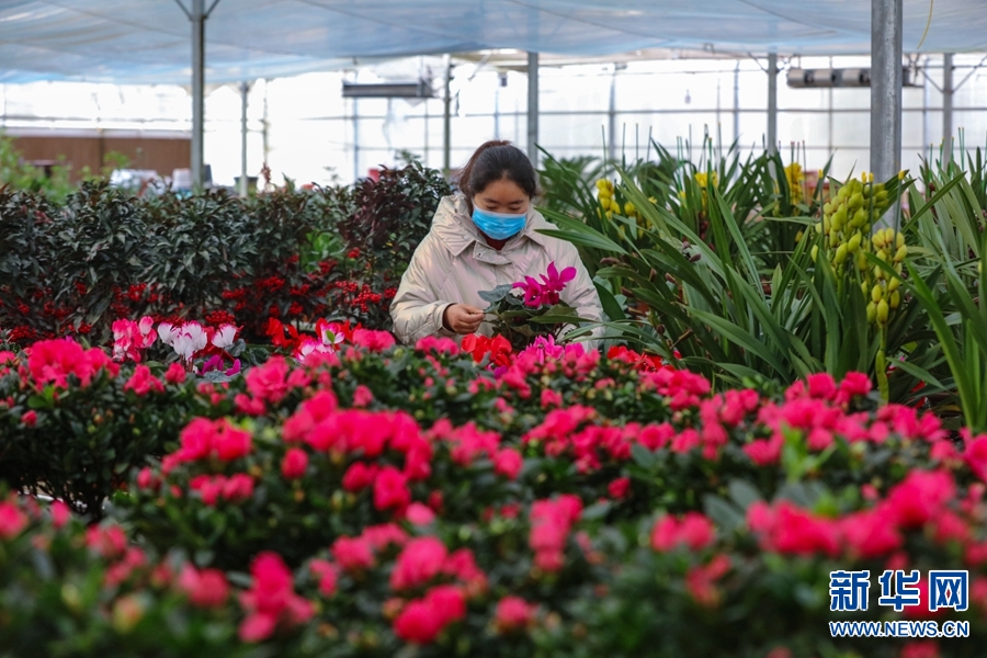 河南信阳：鲜花成“时尚年货”