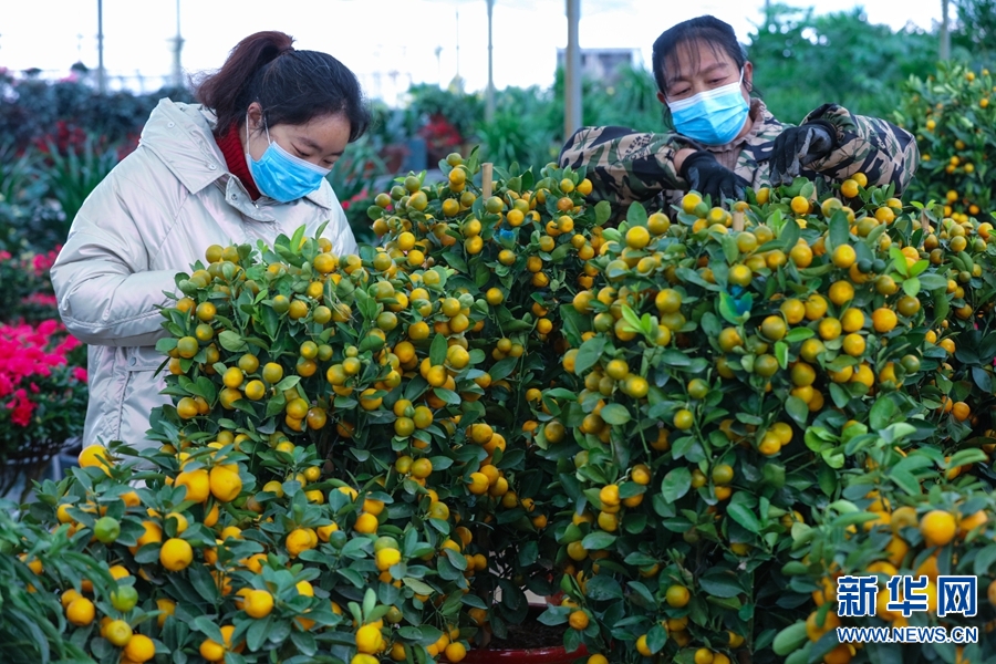 河南信阳：鲜花成“时尚年货”