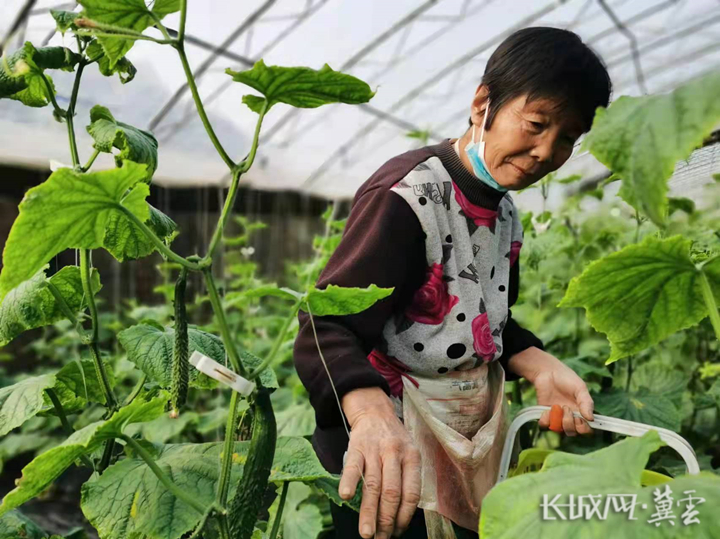 邯郸馆陶：“小黄瓜”助力乡村振兴