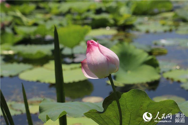 湖北枝江：金湖荷花竞相绽放 美不胜收