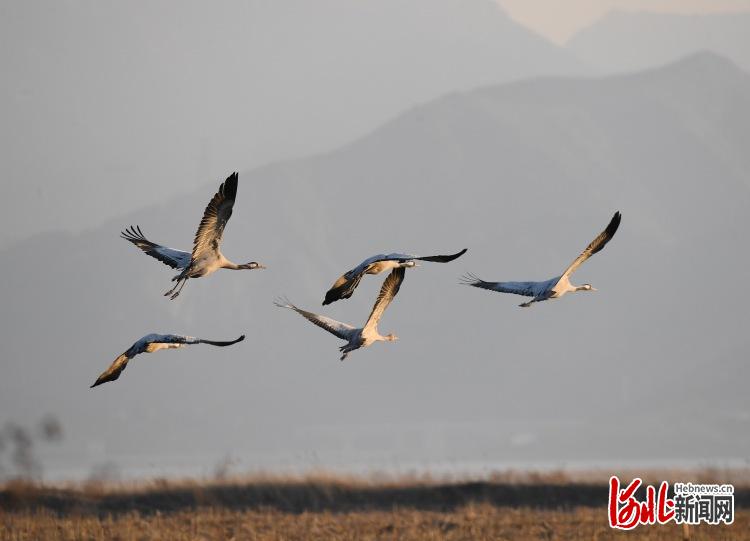 ​河北怀来：灰鹤展翅飞