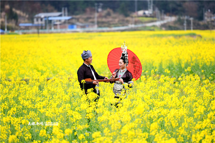 （中首）贵州黎平侗乡：2000亩油菜花盛开