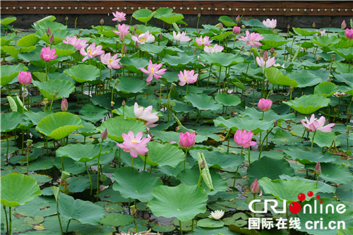 【黑龙江】【供稿】“展方正莲花 享稻花飘香” 第二十四届方正莲花节开幕